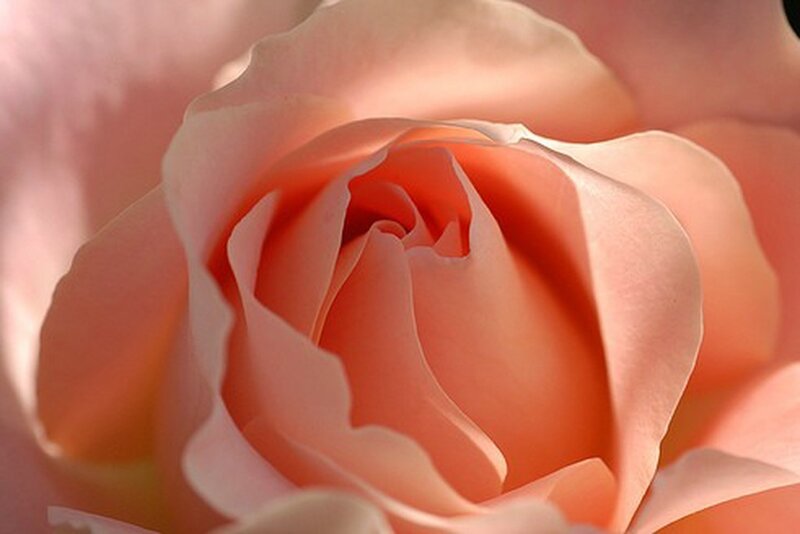 close-up of a pink rose