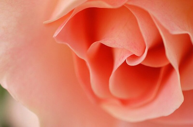 Close-up of a pink rose
