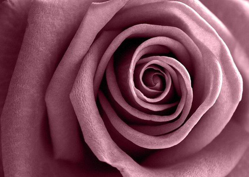 Close-up of a pink rose