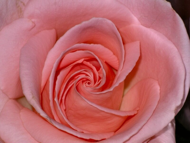 close-up of a pink rose