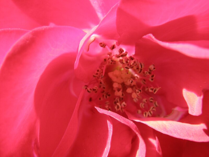 Close-up of a pink rose