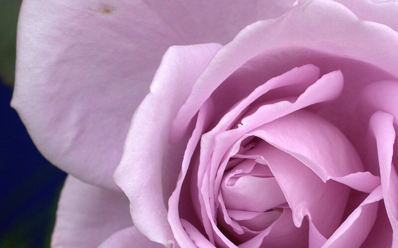 close-up of a pink rose