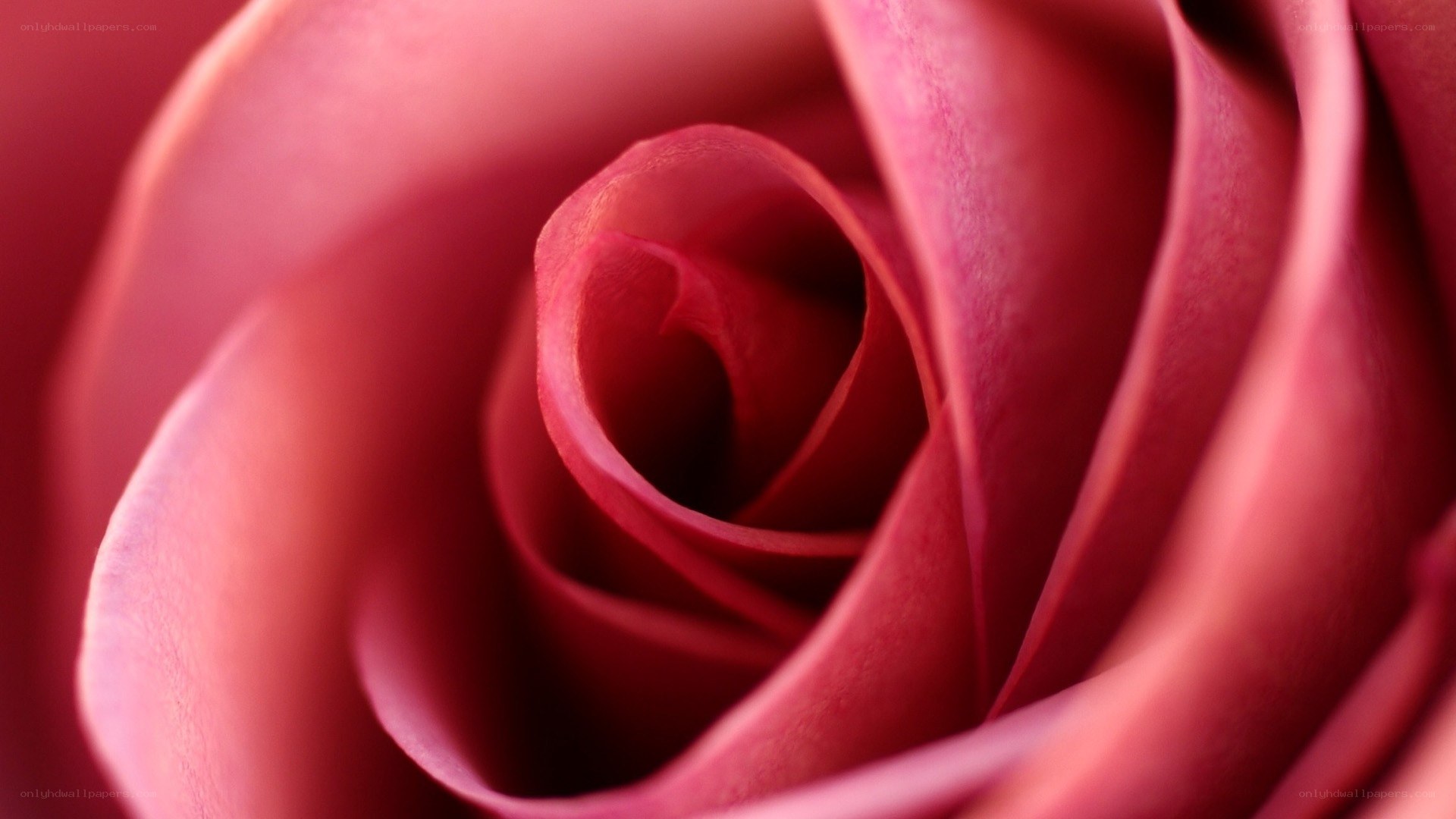 Close-up of a pink rose