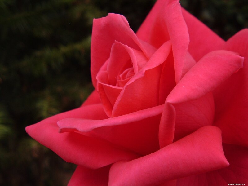 Close-up of a pink rose