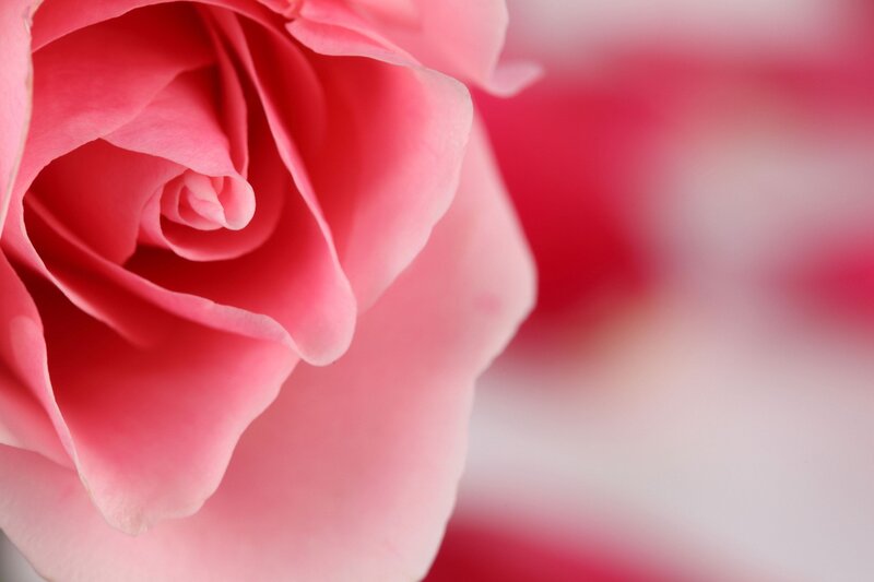 close-up of a pink rose
