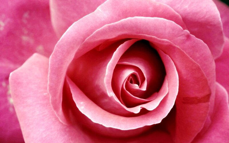 close-up of a pink rose