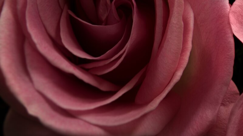 close-up of a pink rose