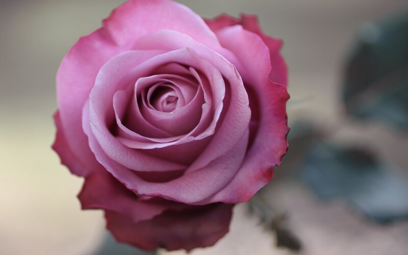 close-up of a pink rose