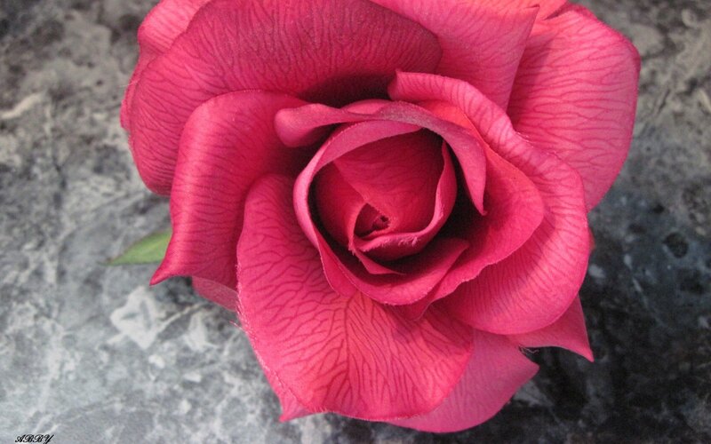 close-up of a pink rose