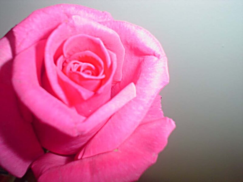 close-up of a pink rose