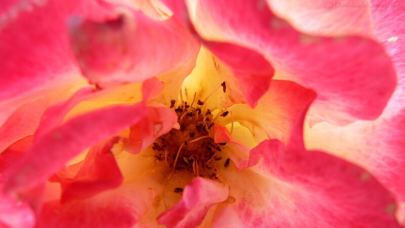 Close-up of a pink rose