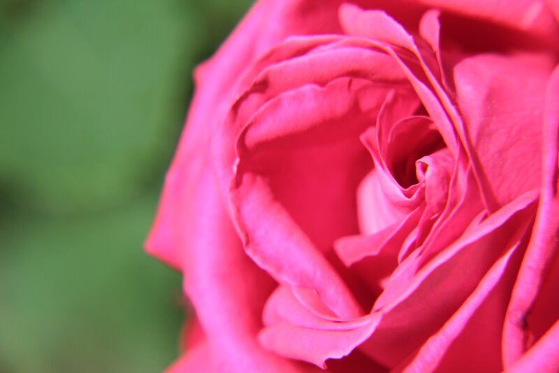 Close-up of a pink rose