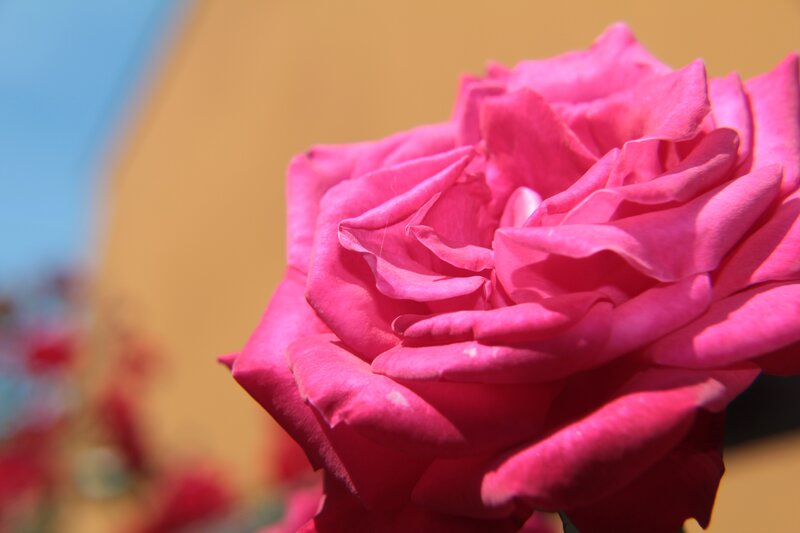 Close-up of a pink rose