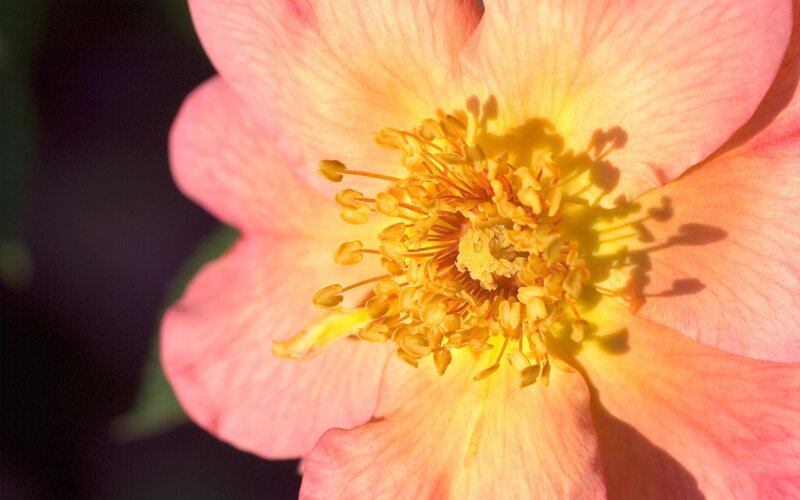 close-up of a pink rose