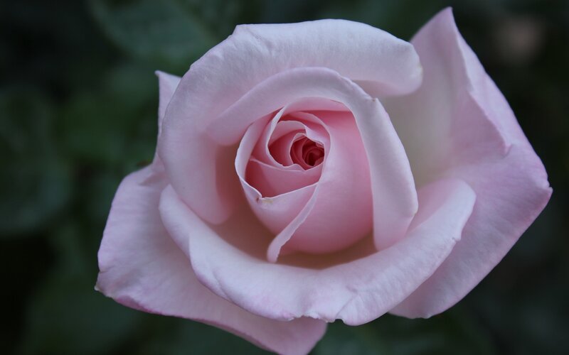 close-up of a pink rose