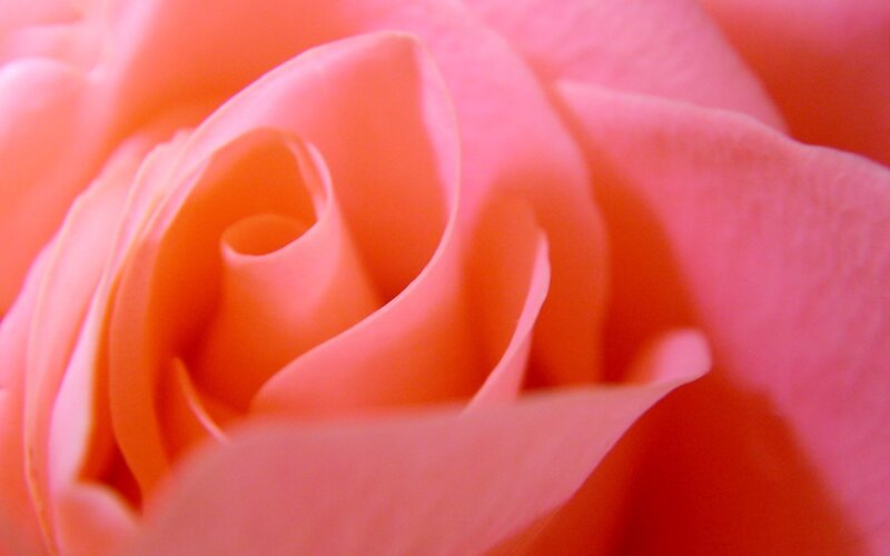 Close-up of a pink rose