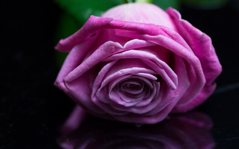 Close-up of a pink rose