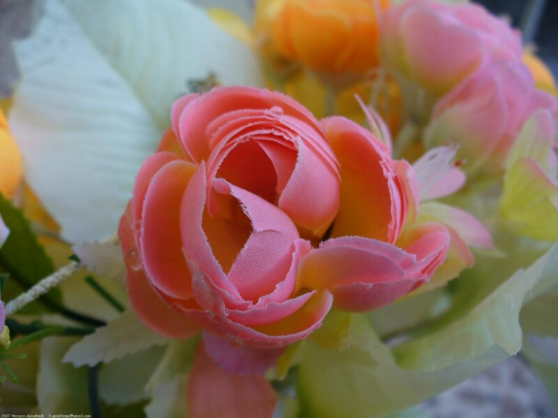 Close-up of a pink rose