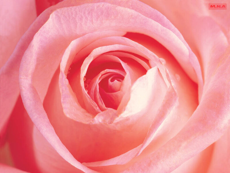 Close-up of a pink rose