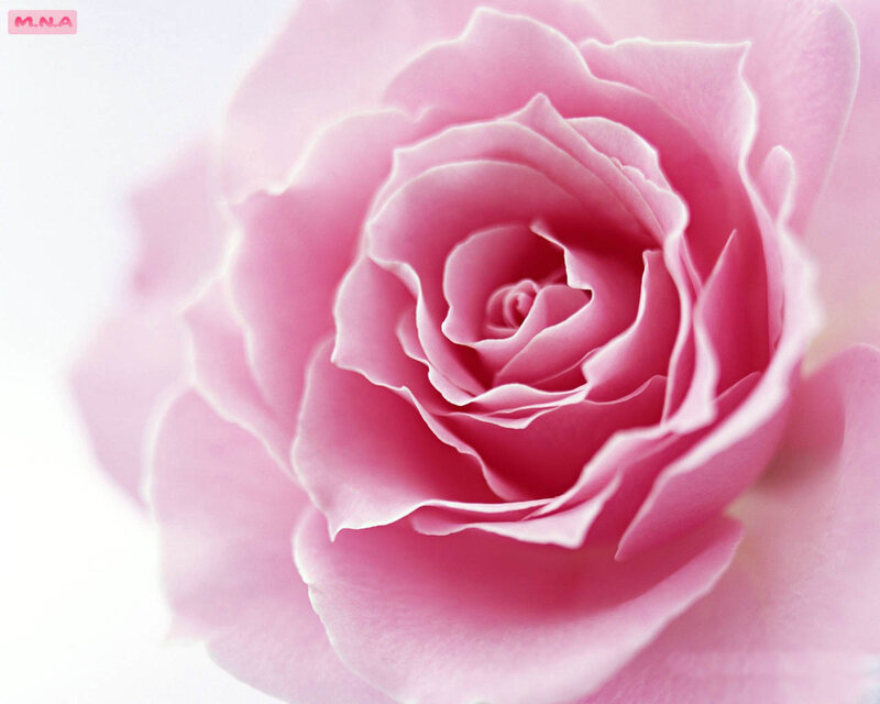 Close-up of a pink rose