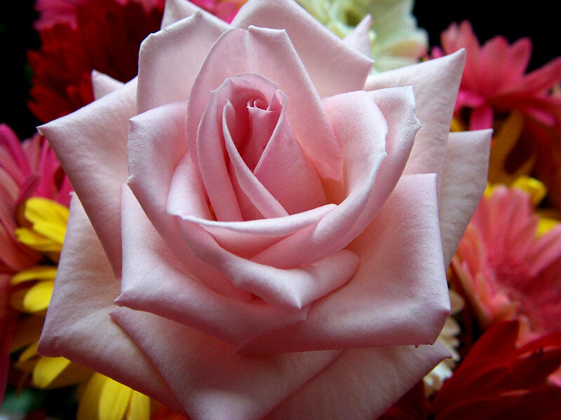 close-up of a pink rose