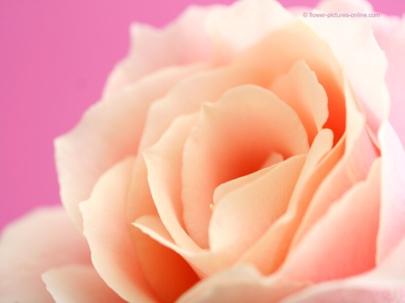 close-up of a pink rose
