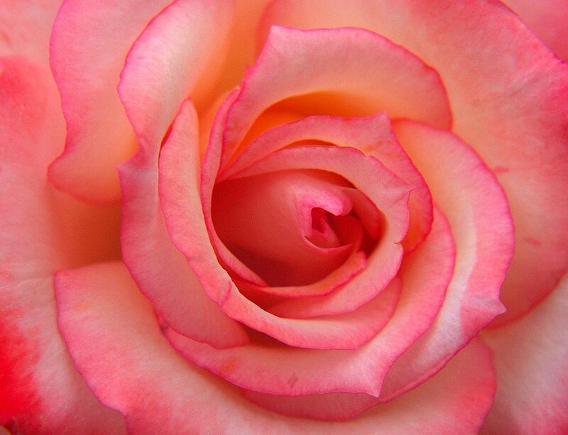 Close-up of a pink rose