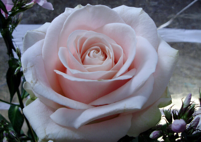 Close-up of a pink rose