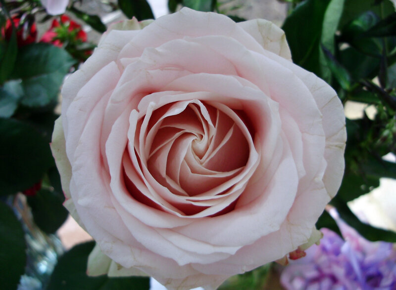 close-up of a pink rose