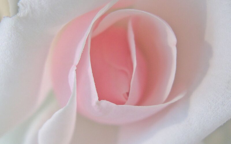 close-up of a pink rose