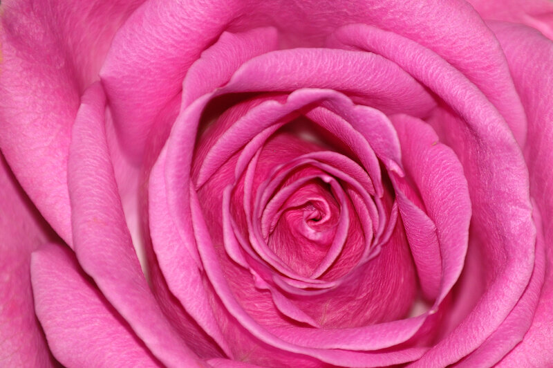 Close-up of a pink rose
