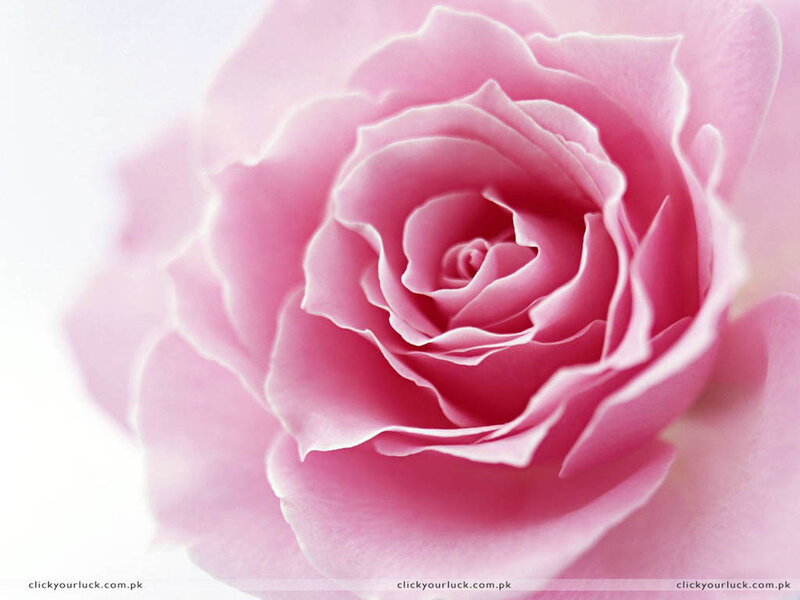 Close-up of a pink rose
