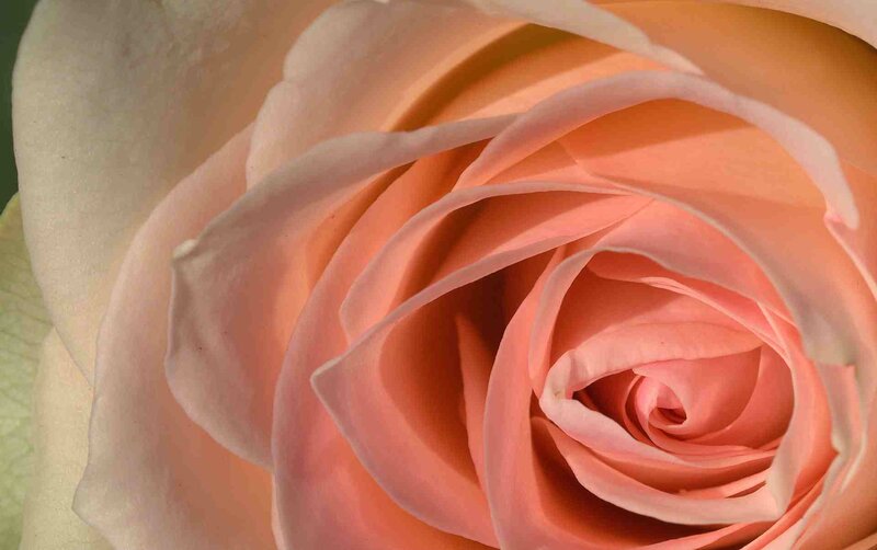 close-up of a pink rose