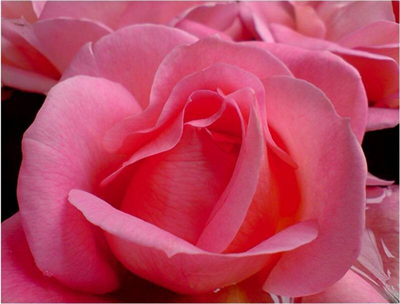 Close-up of a pink rose