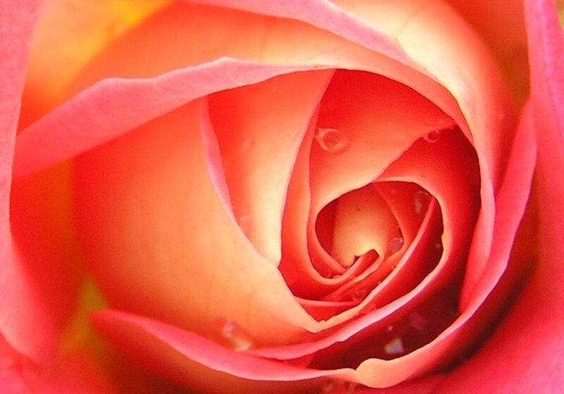 Close-up of a pink rose