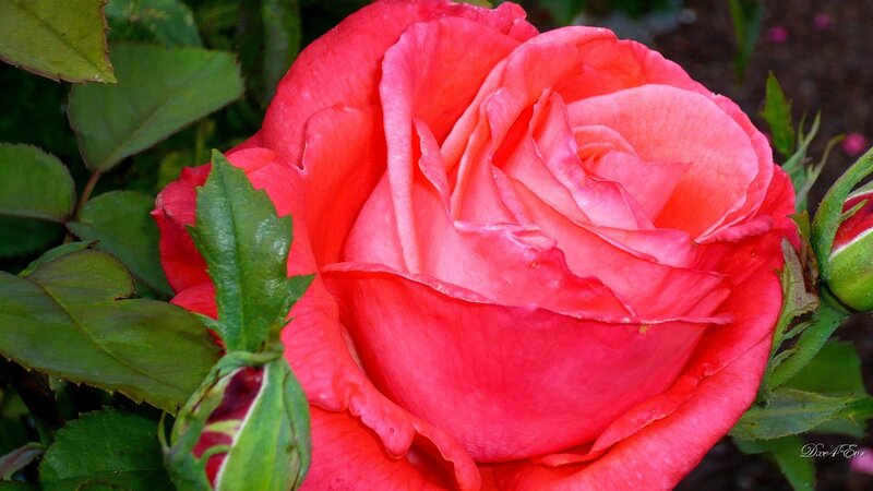 Close-up of a pink rose