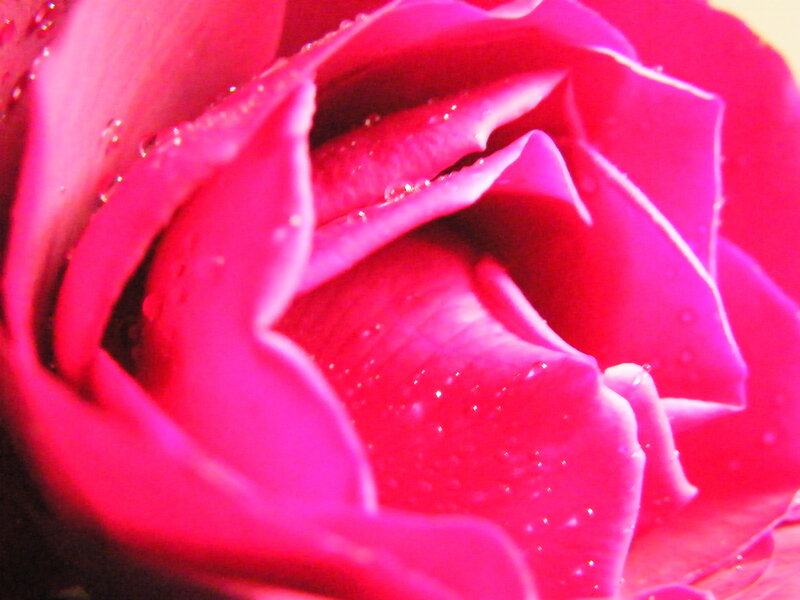 Close-up of a pink rose
