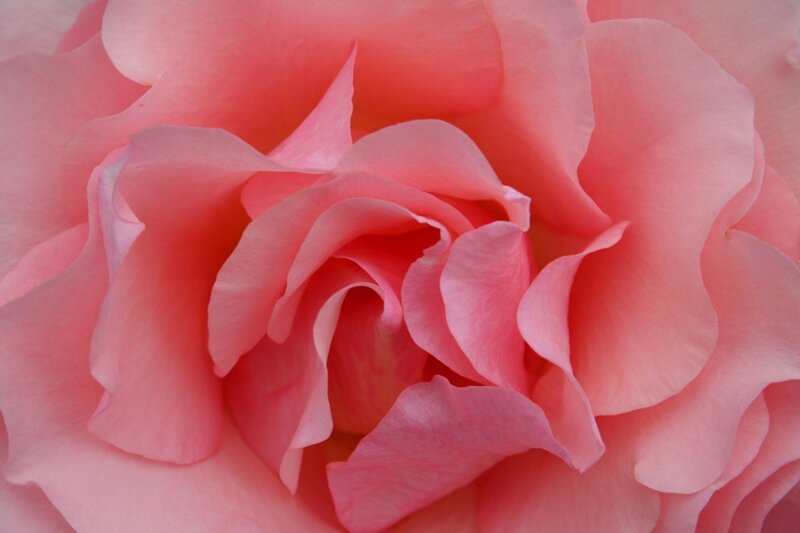 Close-up of a pink rose