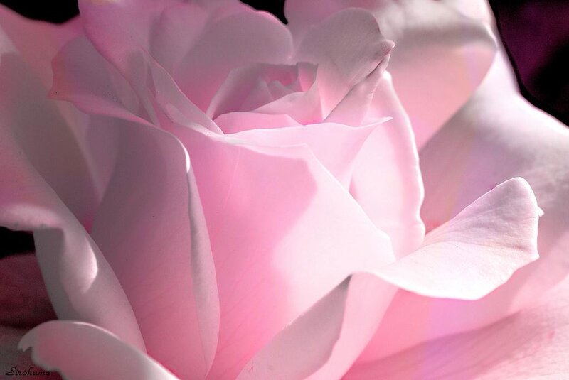 Close-up of a pink rose