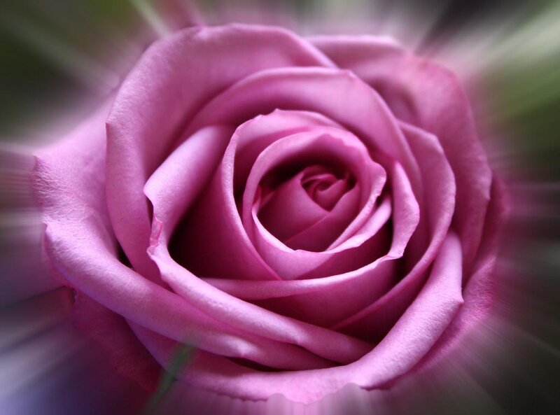 Close-up of a pink rose