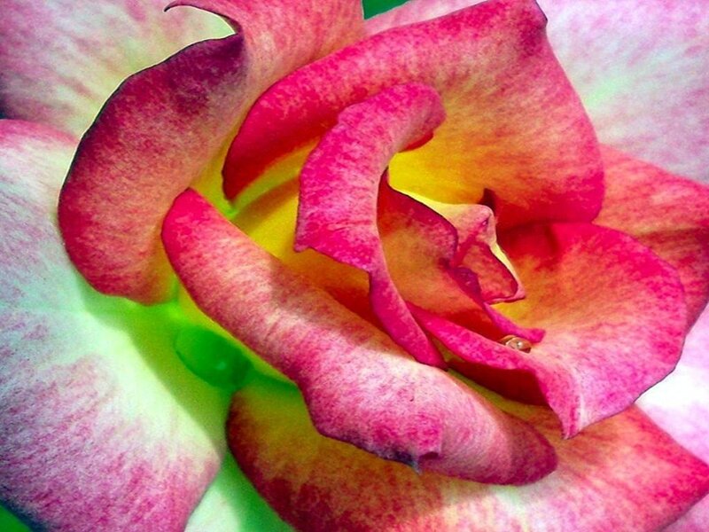 close-up of a pink rose
