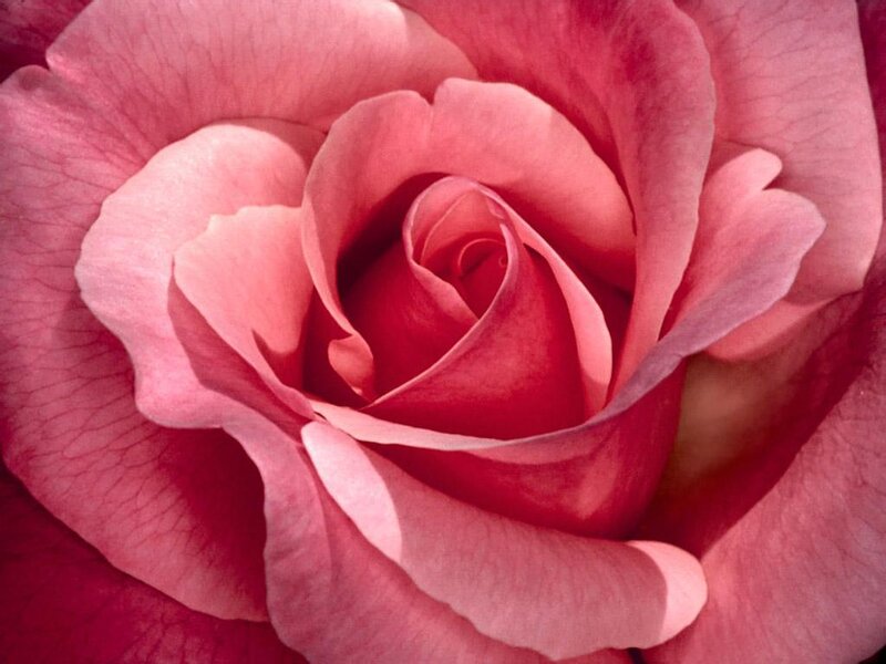 close-up of a pink rose