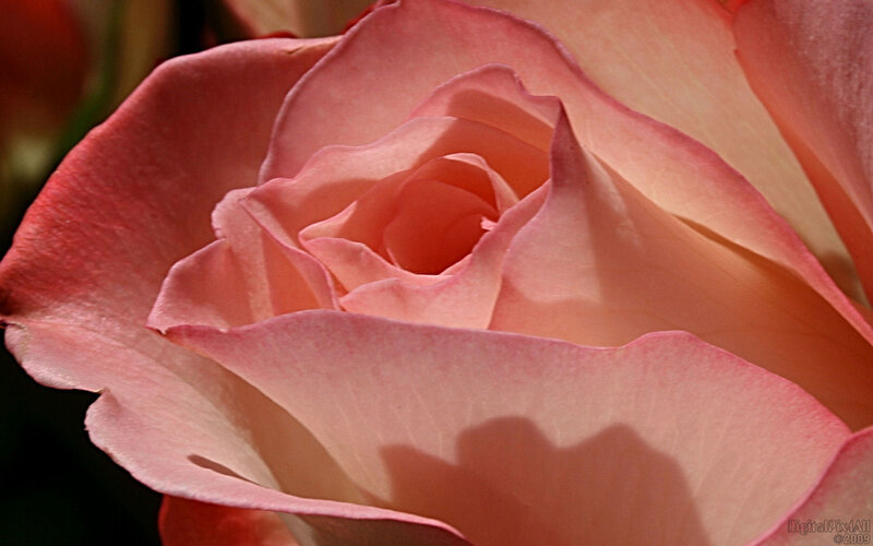 Close-up of a pink rose
