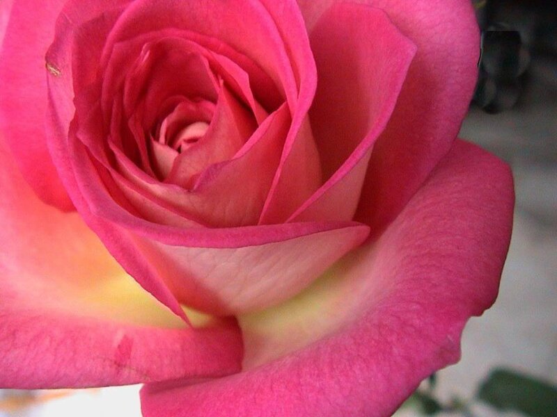 close-up of a pink rose