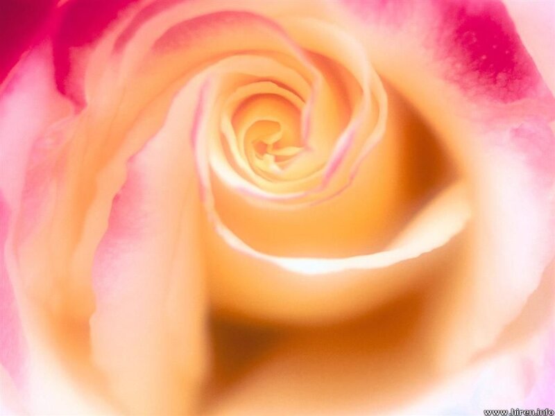 Close-up of a pink rose
