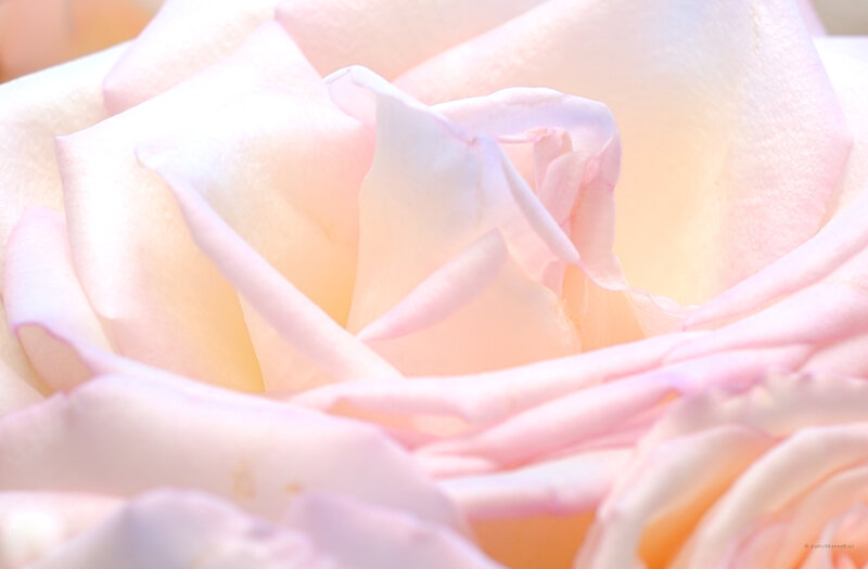 Close-up of a pink rose