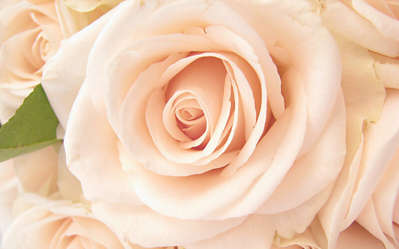 Close-up of a Pink Rose — Calm, Photograph, Leaf