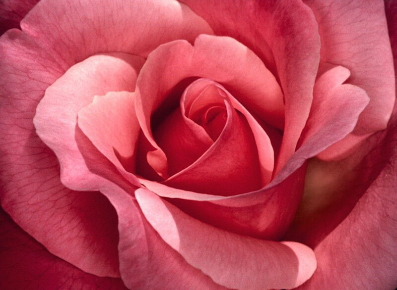 Close-up of a Pink Rose — Calm