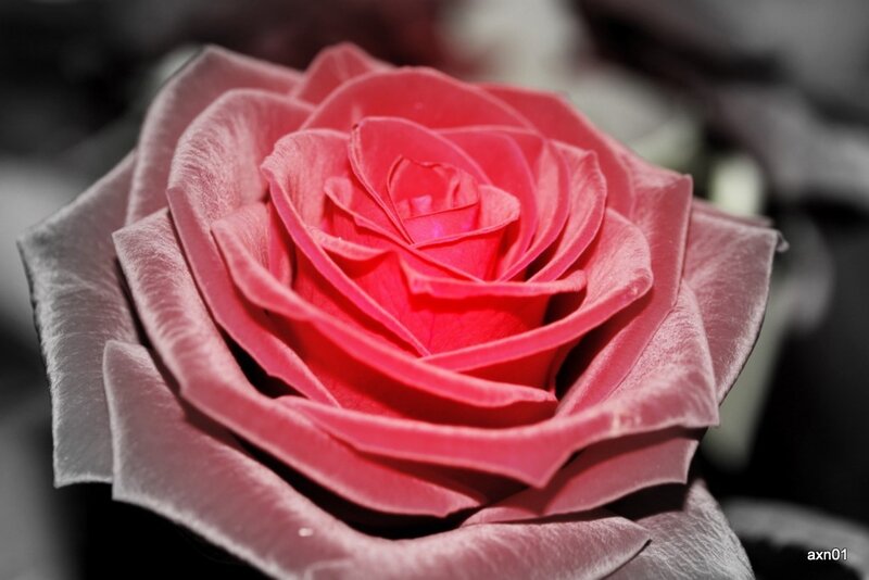 Close-up of a Pink Rose — Dramatic, Photograph