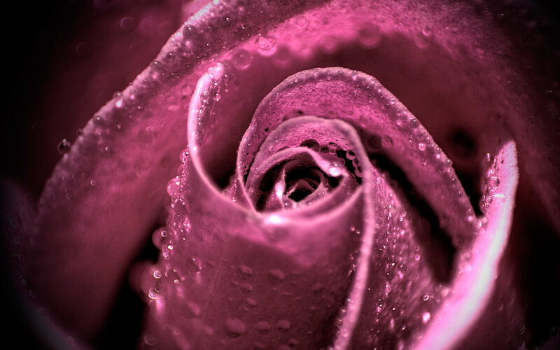 Close-up of a Pink Rose — Dramatic